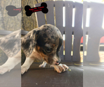 Small Photo #7 Chiweenie Puppy For Sale in CONCORDIA, MO, USA