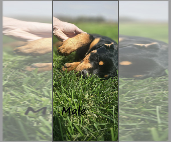 Medium Photo #3 Rottweiler Puppy For Sale in WAVELAND, IN, USA