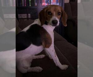 Beagle Dogs for adoption in San Antonio, TX, USA