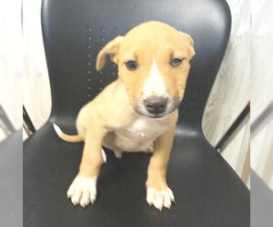 Feist Terrier-Labrador Retriever Mix Dogs for adoption in Rutherfordton, NC, USA