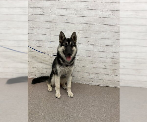 Medium Photo #1 German Shepherd Dog Puppy For Sale in San Bernardino, CA, USA