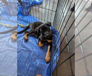 Mutt Dogs for adoption in Holly Springs, NC, USA