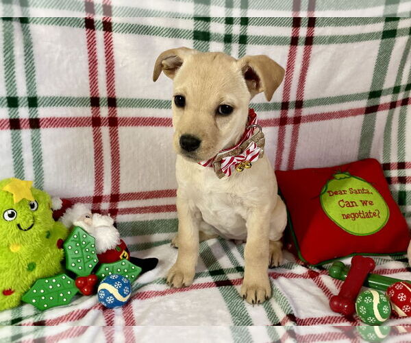 Medium Photo #5 Chihuahua-Unknown Mix Puppy For Sale in Plainfield, IL, USA