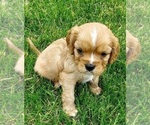 Small Photo #4 Cavalier King Charles Spaniel Puppy For Sale in BELVIDERE, IL, USA