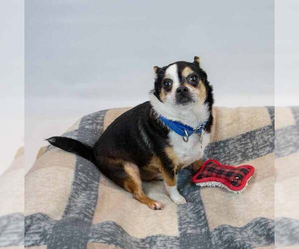 Medium Photo #2 Chihuahua Puppy For Sale in Kennesaw, GA, USA