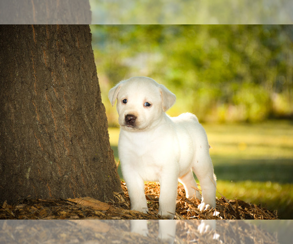 Medium Photo #1 Labrador Retriever Puppy For Sale in MONROE, GA, USA