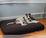 Small #6 American Pit Bull Terrier-Labrador Retriever Mix