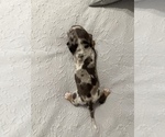 Small Photo #1 Dachshund Puppy For Sale in TULSA, OK, USA