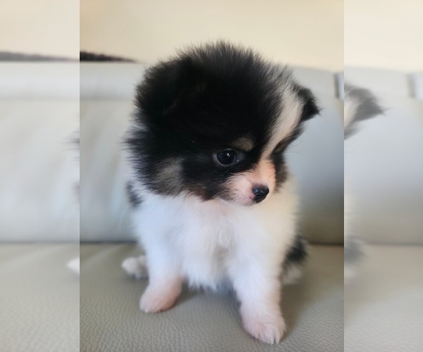 Medium Photo #5 Pomeranian Puppy For Sale in SAN JOSE, CA, USA