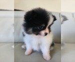Small #4 Pomeranian