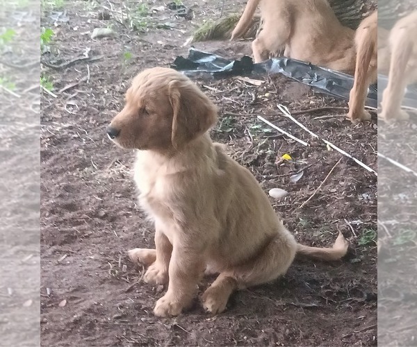 Medium Photo #3 Golden Retriever Puppy For Sale in NORDLAND, WA, USA