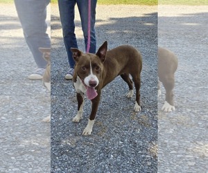 Labrador Retriever-Unknown Mix Dogs for adoption in Rustburg, VA, USA