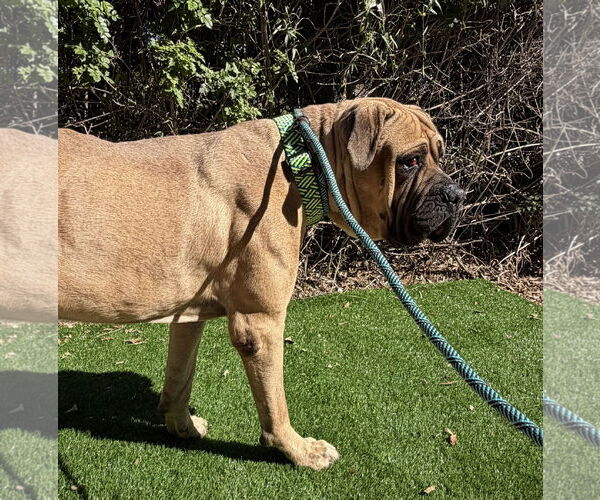 Medium Photo #2 Mastiff Puppy For Sale in Goodyear, AZ, USA
