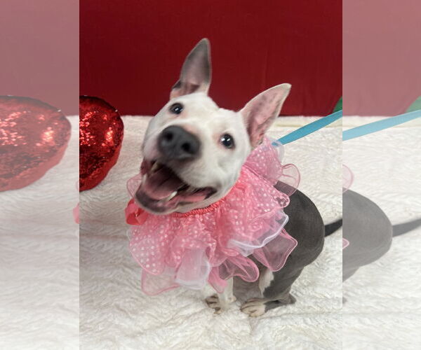 Medium Photo #2 Mutt Puppy For Sale in Euless, TX, USA