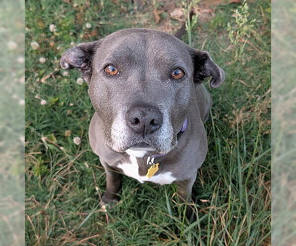 Medium Photo #4 American Pit Bull Terrier-Unknown Mix Puppy For Sale in Lake Wylie, SC, USA
