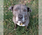 Small #3 American Pit Bull Terrier Mix