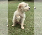 Small #5 Mutt