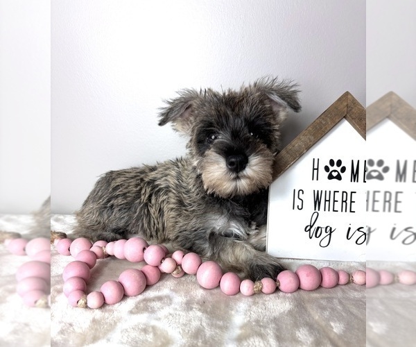 Medium Photo #5 Schnauzer (Miniature) Puppy For Sale in INDIANAPOLIS, IN, USA