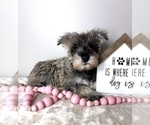 Small #4 Schnauzer (Miniature)