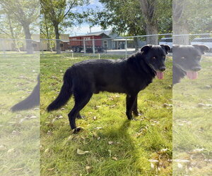 Champ - Male Mutt Dog for Adoption - Photo #2