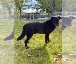 Small Photo #2 Mutt Puppy For Sale in Emmett, ID, USA