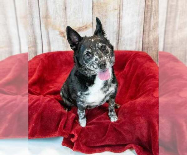 Medium Photo #2 Mutt Puppy For Sale in Kennesaw, GA, USA