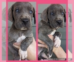 Small Photo #1 Great Dane Puppy For Sale in GREENVILLE, NC, USA