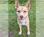 Mama - Female Siberian Husky-Unknown Mix Dog for Adoption - Small photo