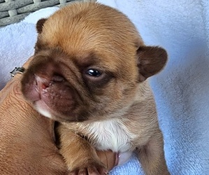 French Bulldog Puppy for sale in LAS VEGAS, NV, USA