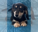 Small #6 Dachshund
