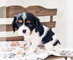 Small Photo #7 Cavalier King Charles Spaniel Puppy For Sale in HIGHLAND, UT, USA