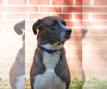 Small #4 Boxer-Great Pyrenees Mix