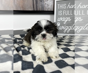 Shih Tzu Dog for Adoption in FRANKLIN, Indiana USA