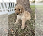 Small #4 Poodle (Standard)