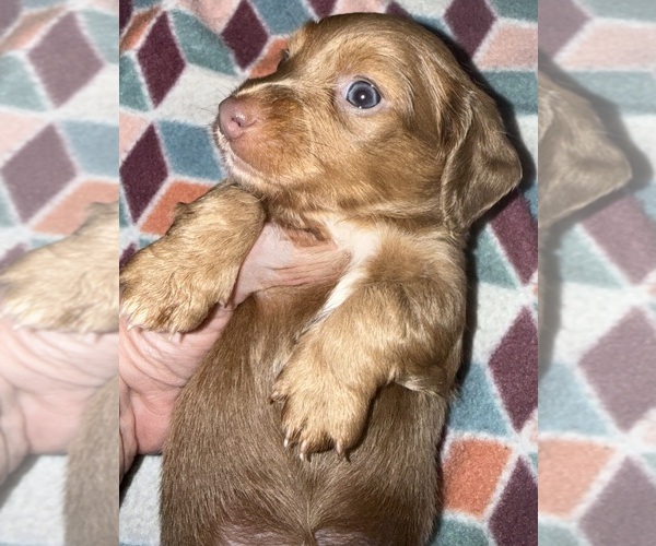 Medium Photo #8 Dachshund Puppy For Sale in CROSSVILLE, TN, USA