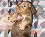 Small #7 Dachshund
