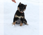 Small Photo #1 Shiba Inu Puppy For Sale in CANTON, SD, USA
