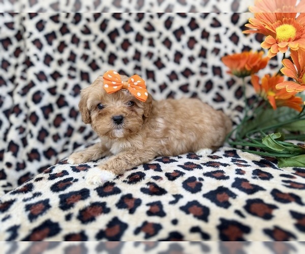 Medium Photo #1 Cavapoo (Miniature) Puppy For Sale in LAKELAND, FL, USA