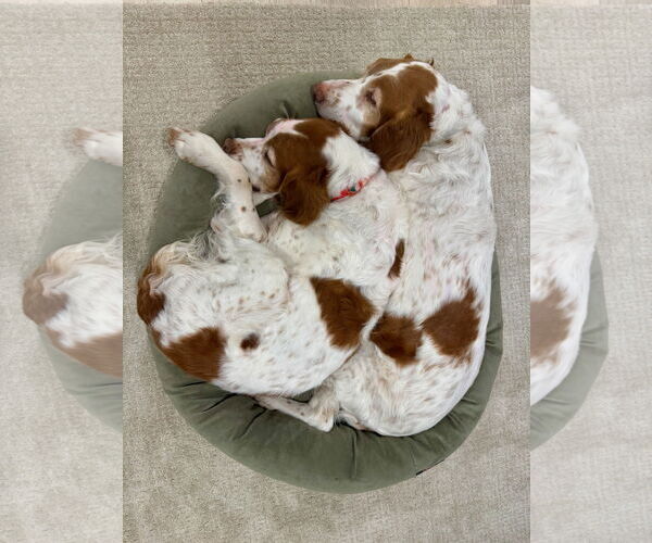 Medium Photo #9 Brittany Puppy For Sale in Curwensville, PA, USA
