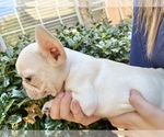 Small Photo #7 French Bulldog Puppy For Sale in ROCKWALL, TX, USA