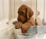Small #8 Vizsla