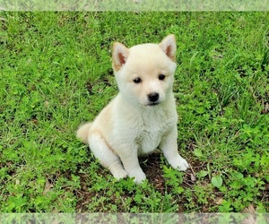 Shiba Inu Puppy for sale in CLARK, MO, USA