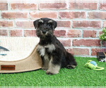 Small #3 Schnauzer (Miniature)