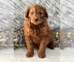 Puppy 5 Goldendoodle-Poodle (Miniature) Mix