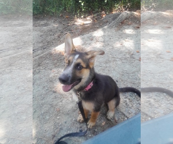 Medium Photo #3 German Shepherd Dog Puppy For Sale in La Grange , NC, USA