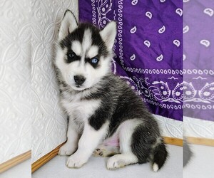 Siberian Husky Puppy for sale in MOUNT AYR, IA, USA