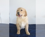 Puppy Toby Golden Retriever