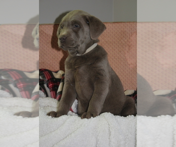 Medium Photo #2 Labrador Retriever Puppy For Sale in LUDLOW, MO, USA