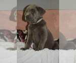 Small Photo #2 Labrador Retriever Puppy For Sale in LUDLOW, MO, USA