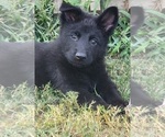 Small Photo #5 German Shepherd Dog Puppy For Sale in BURLESON, TX, USA